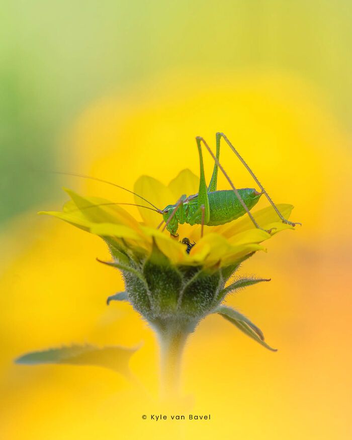 Explorando o invisível: A arte da fotografia macro com Kyle (28 fotos) 2