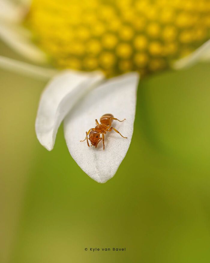 Explorando o invisível: A arte da fotografia macro com Kyle (28 fotos) 9