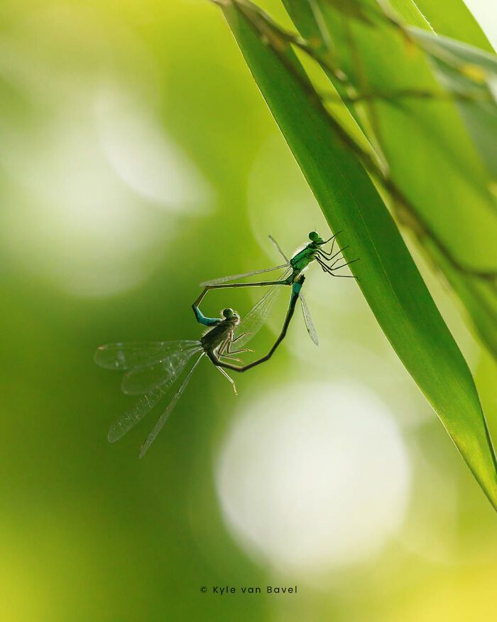 Explorando o invisível: A arte da fotografia macro com Kyle (28 fotos) 10