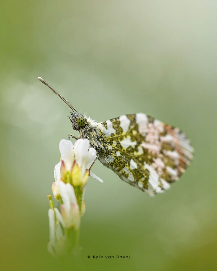 Explorando o invisível: A arte da fotografia macro com Kyle (28 fotos) 11