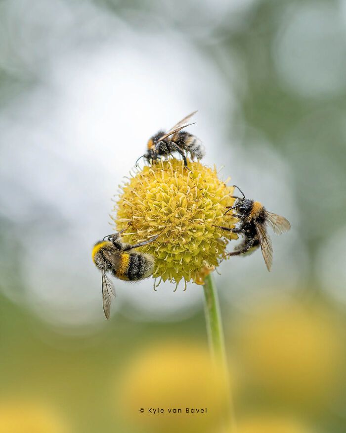 Explorando o invisível: A arte da fotografia macro com Kyle (28 fotos) 19