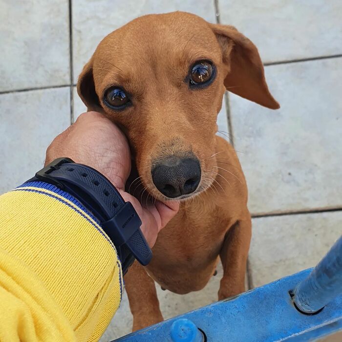 Antunes: O carteiro que está transformando cães em seus melhores amigos (32 fotos) 8